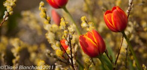 Excursion-macro