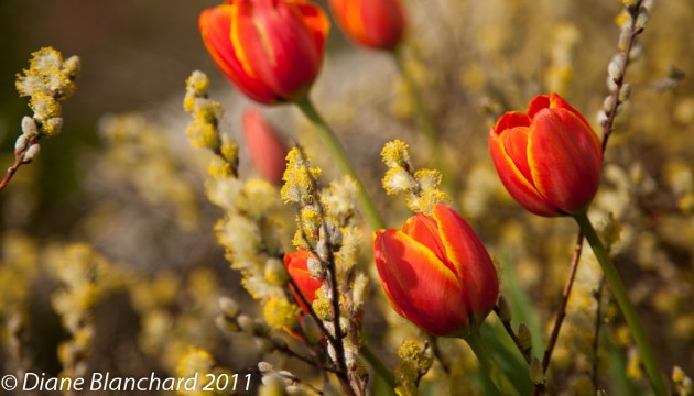 Excursion-macro