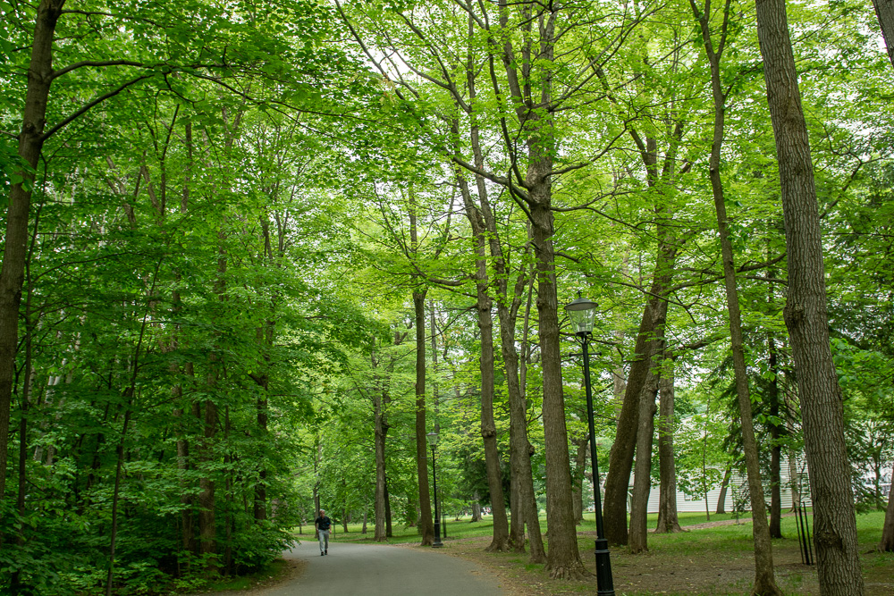 Une excursion photo avec le cellulaire pour des paysages de foret